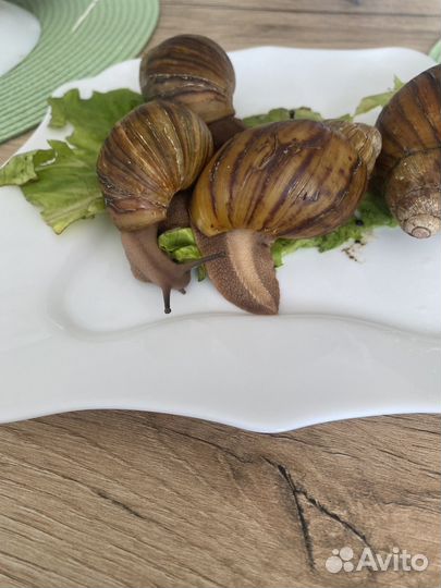 Улитки Архахатины