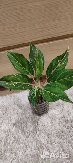 Аглаонема отросток