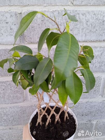 Фикусы сортовые разные 6