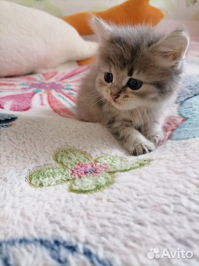 Котята в добрые руки за киндер