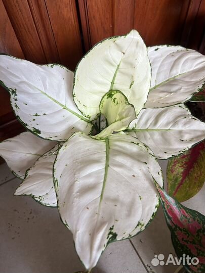Аглаонема сортовые