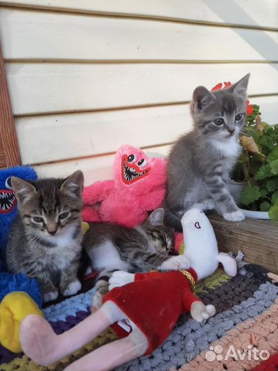 Котята от Британской кошки бесплатно