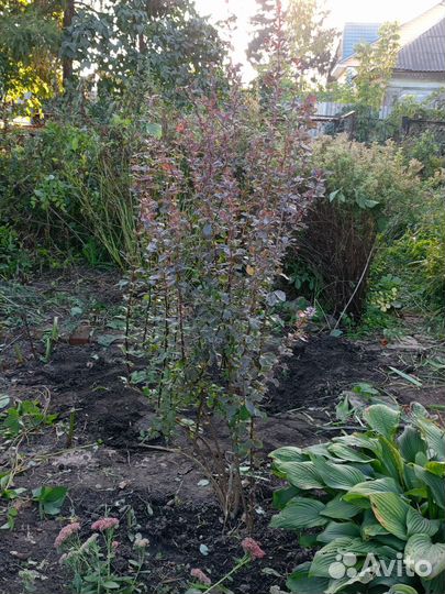 Барбарис Тунберга