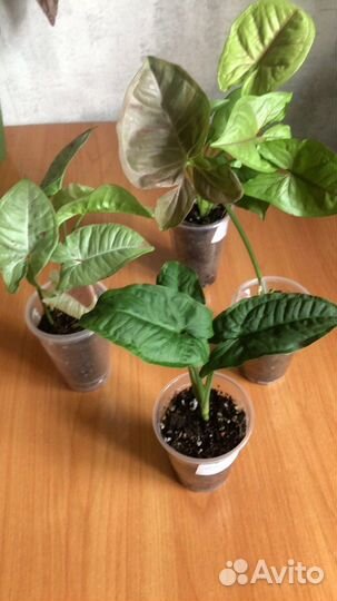 Сингониумы