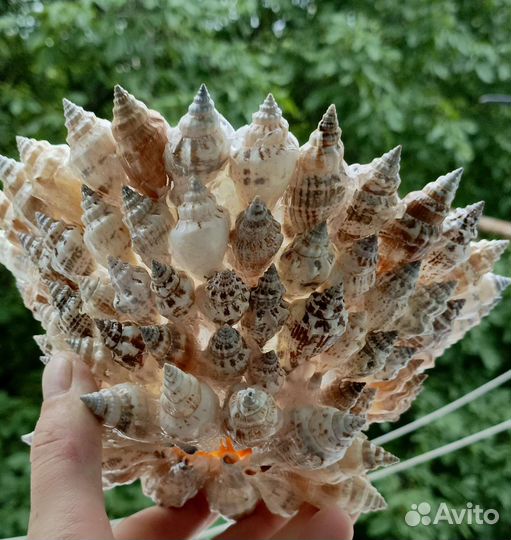 Ваза из ракушки