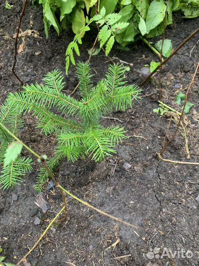 Можжевельник,спирея,пихта,ель,рябина, кедр