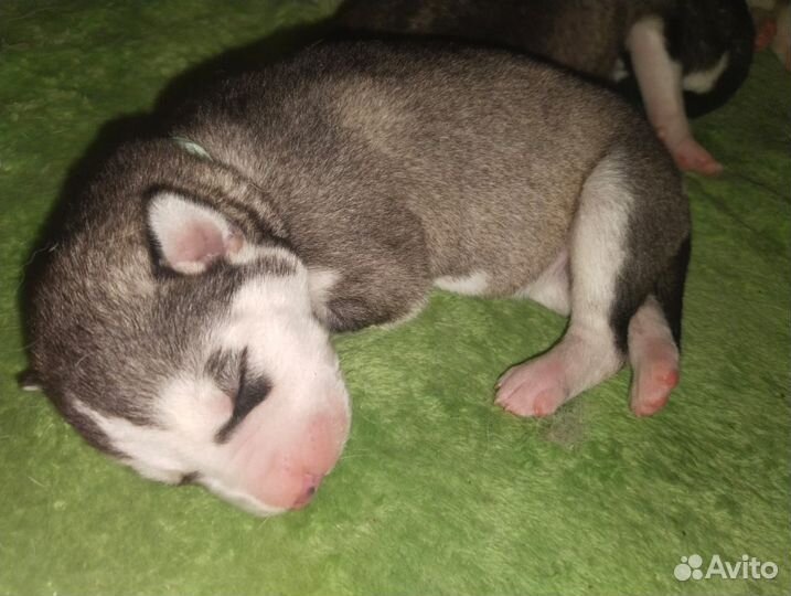 Щенки хаски