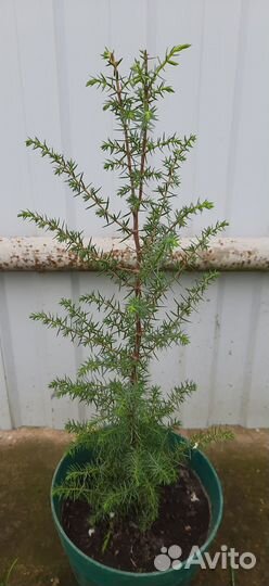 Саженцы можжевельника