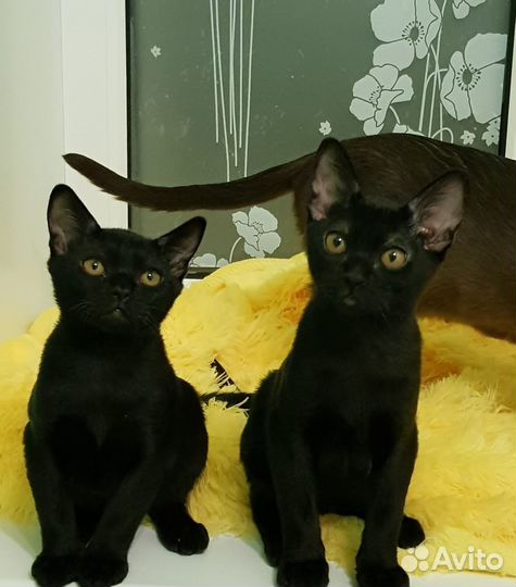 Бомбейские котята