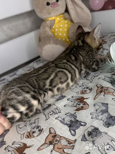 Бенгальская девочка из питомника