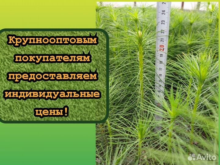 Зкс сеянцы ели и сосны