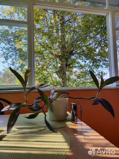 Комнатные растения