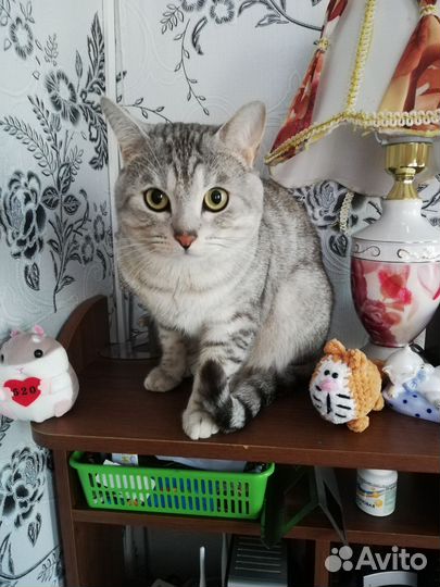 Васька ищет дом