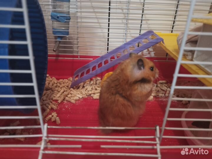 Сирийский хомяк(детки)