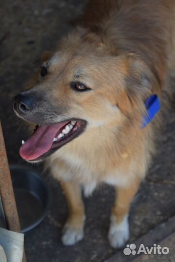 Собака компаньон