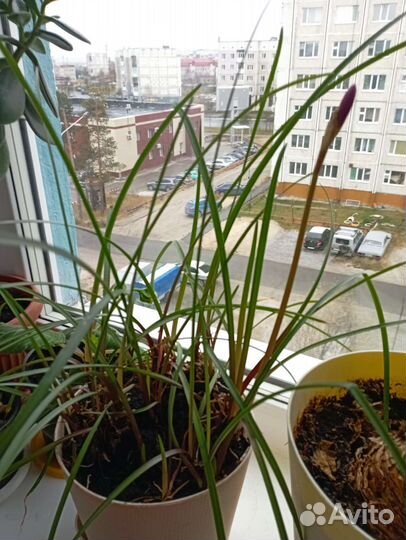 Зефирантес