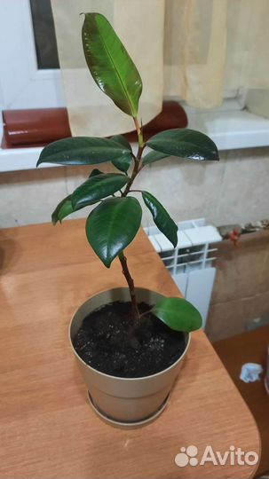Фикус каучуконосный