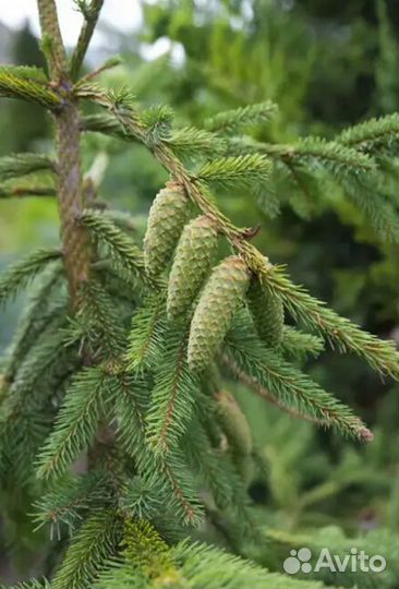 Ель обыкновенная