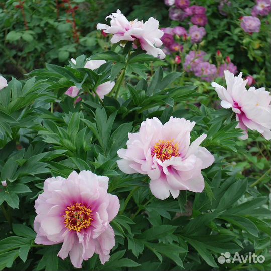 Пион Ферст Арривал (Paeonia First Arrival), корень