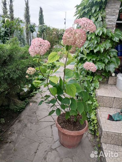 Гортензия саженцы