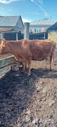 Корова на мясо