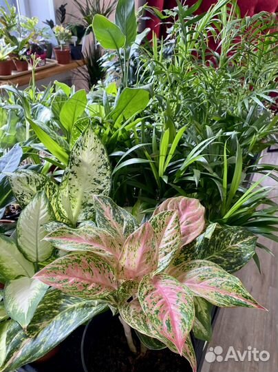 Сциндапсус марбл квин