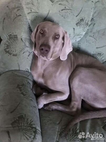 Веймаранер