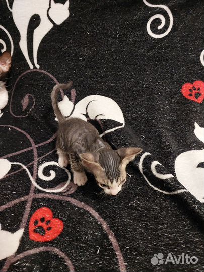Донской сфинкс браш котята