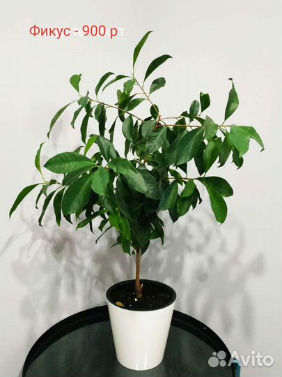 Комнатные цветы