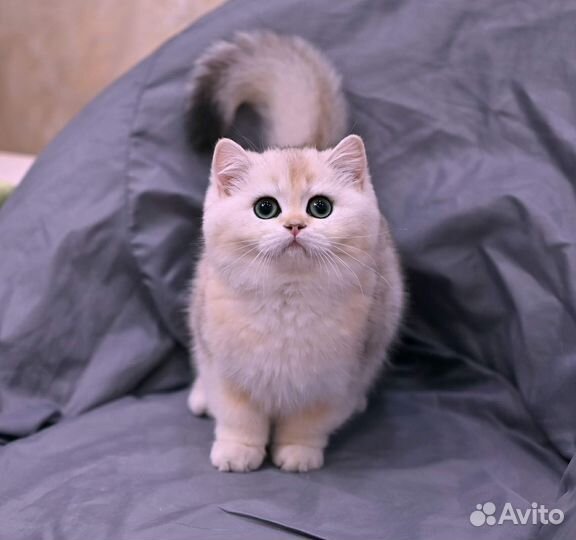Британская шиншилла