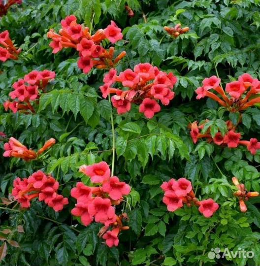 Цветущие лианы,глициния и кампсис