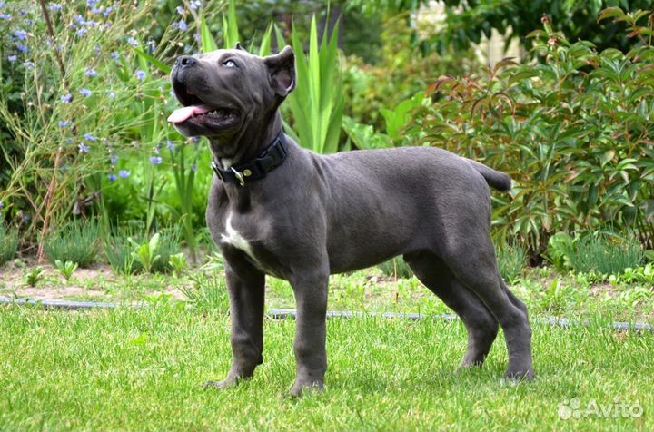 Собаки щенки кане корсо