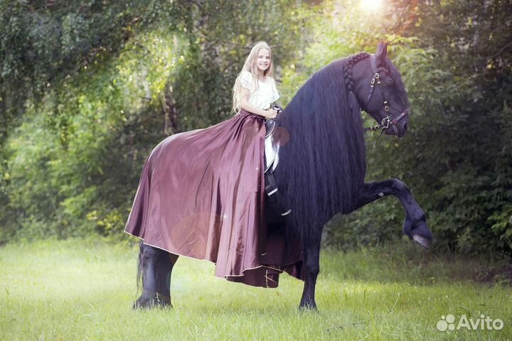 Фризский жеребец на случку