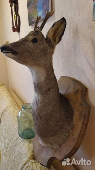 Чучело головы оленя