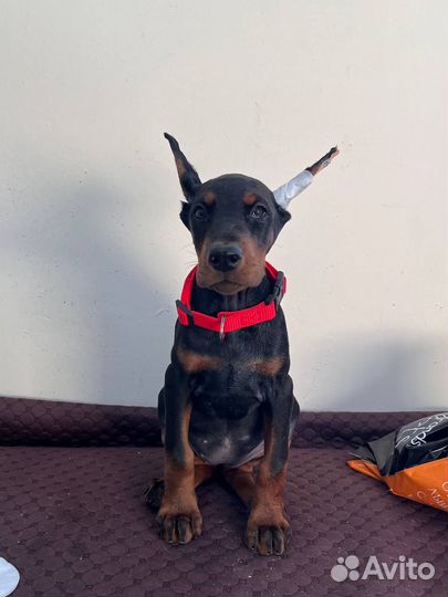 Щенки добермана