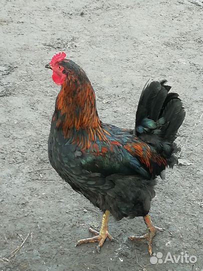 Петухи породистые