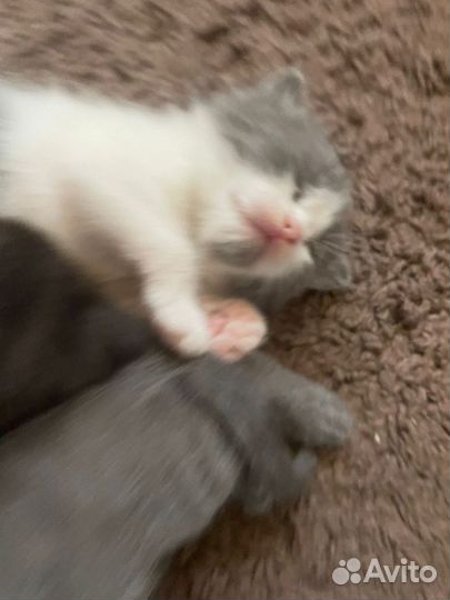 Шотландская