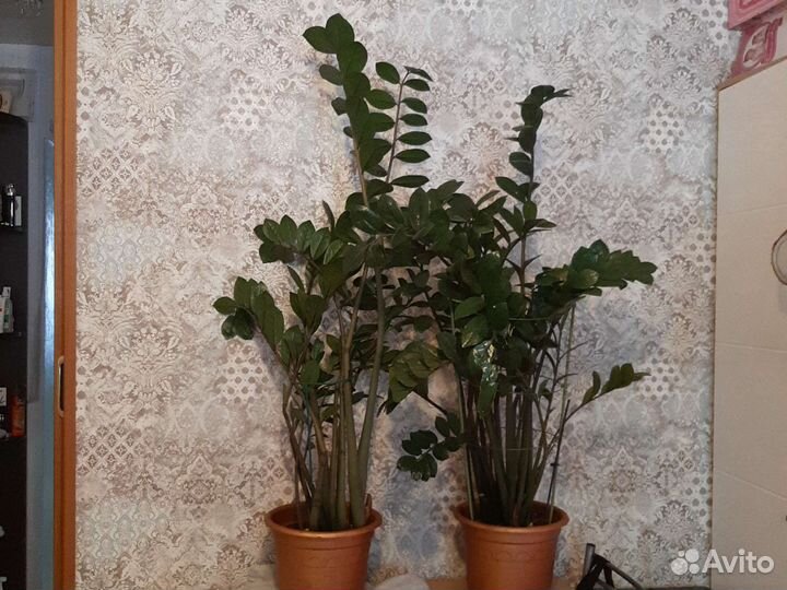 Замиокулькас