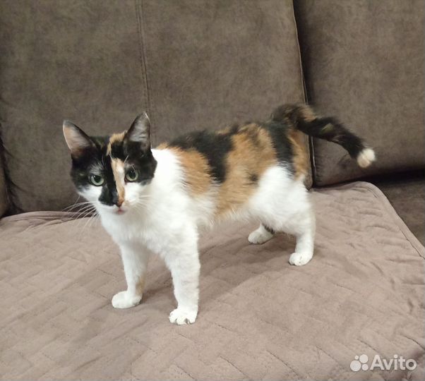 Трехцветная кошечка