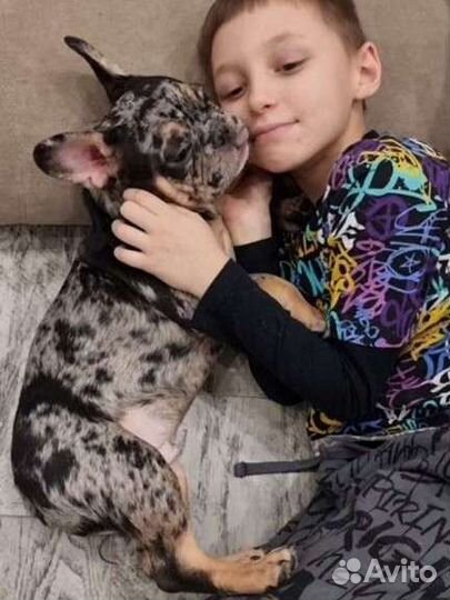 Эксклюзивный щенок французского бульдога