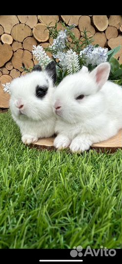 Самые маленькие Кролики