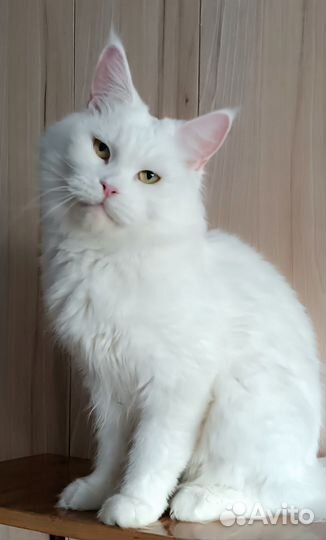 Белая кошка в дар
