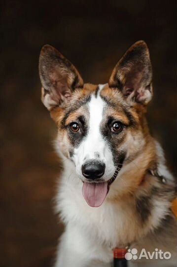 Собака бесплатно/метис в добрые руки в дар