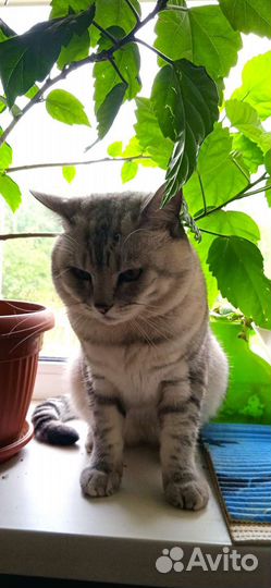 Шотландский кот
