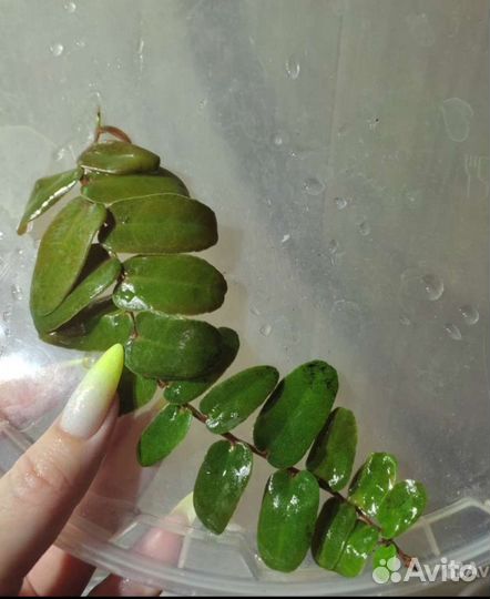 Сонерила,Marcgravia sintenisiiМаргравию