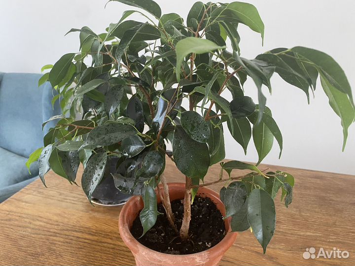 Фикус бенджамина