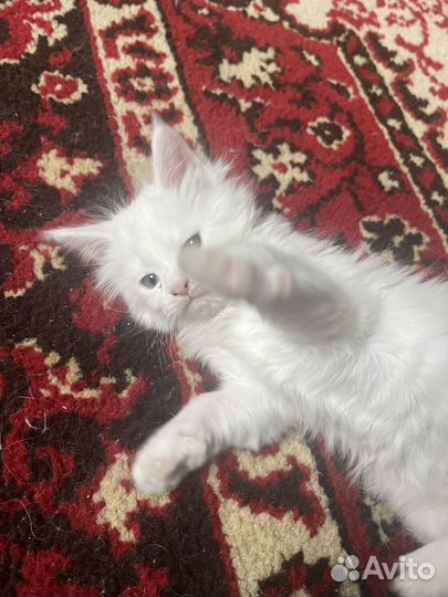 Котята мейн-кун