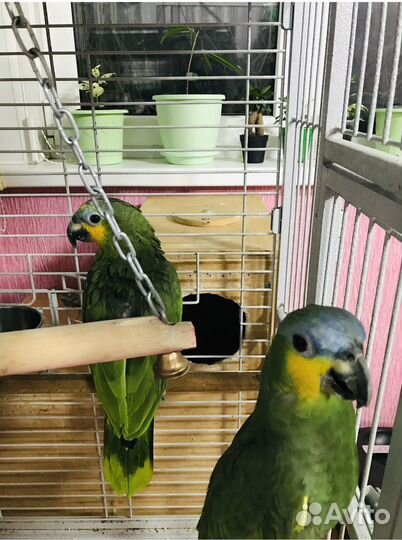 Амазоны. Пара крупных попугаев