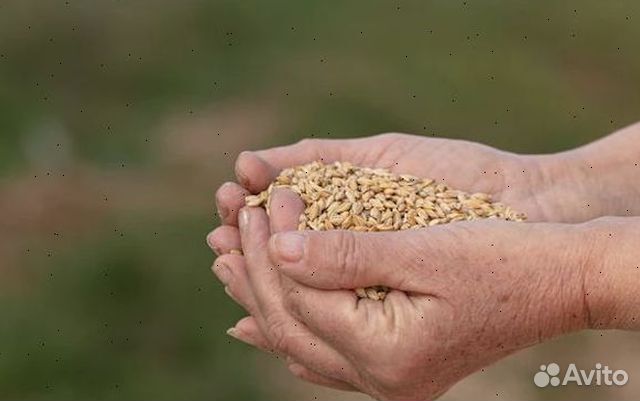 Зерно, овес, ячмень, пшеница