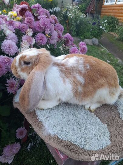 Кролики,коза дойная и козочка 75нубийка